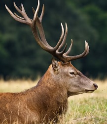 d54